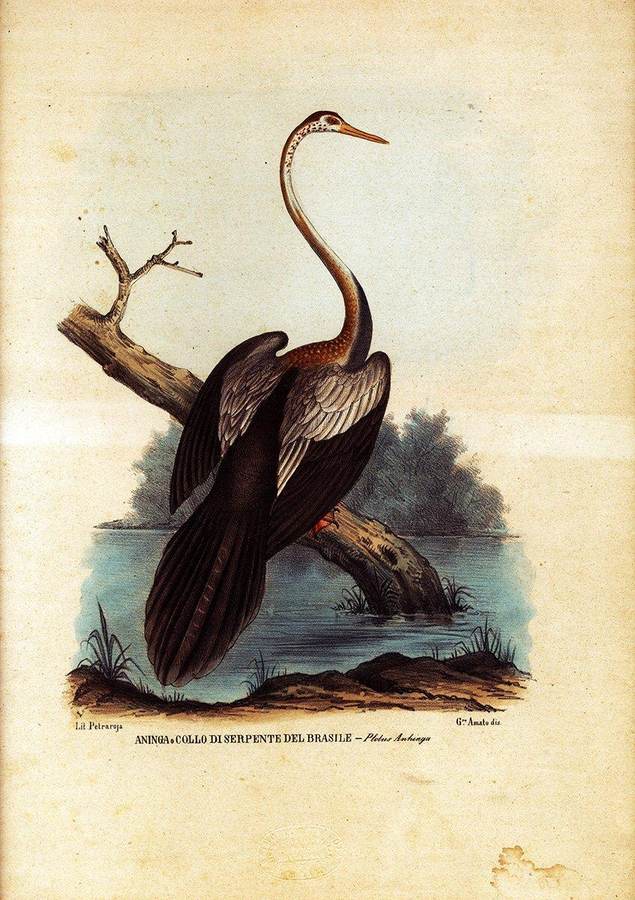 aninga-o-collo-di-serpente-del-brasile-plotus-anhinga-lit-petraroja-gro-amato-dis