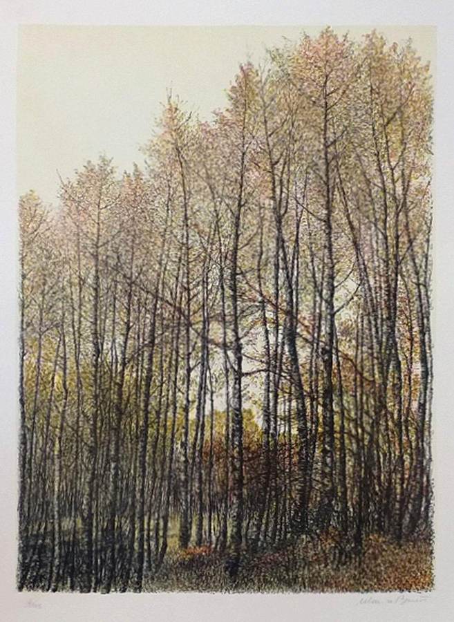 senza-titolo-bosco