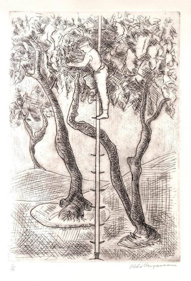raccolta-delle-olive