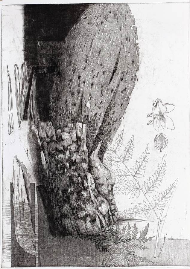 pteridium