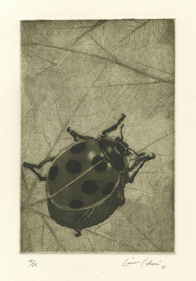 coccinella