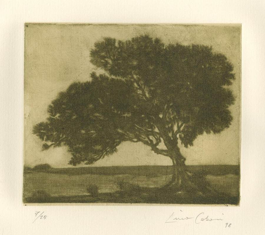 quercia