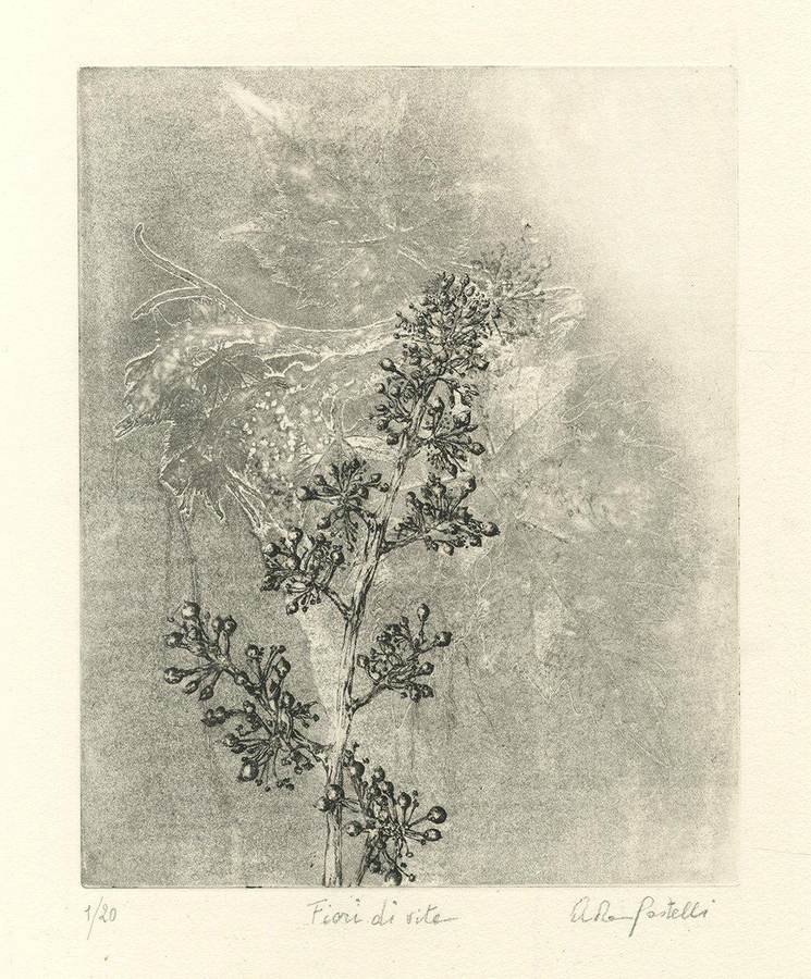 fiori-di-vite