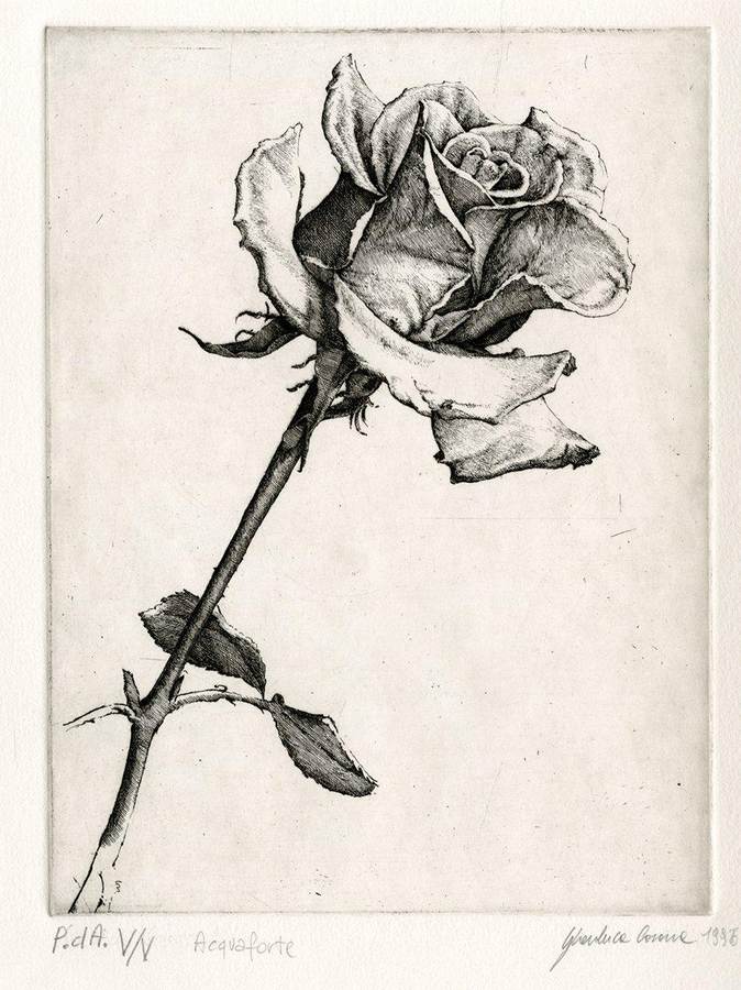rosa-sfiorita