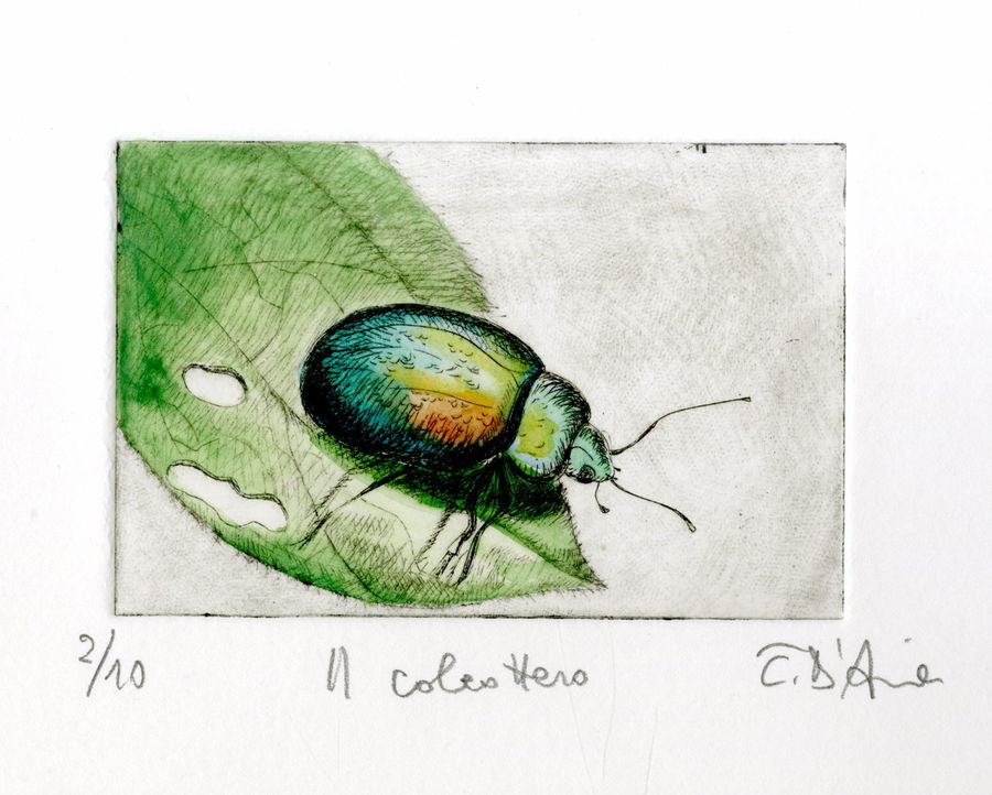 il-coleottero