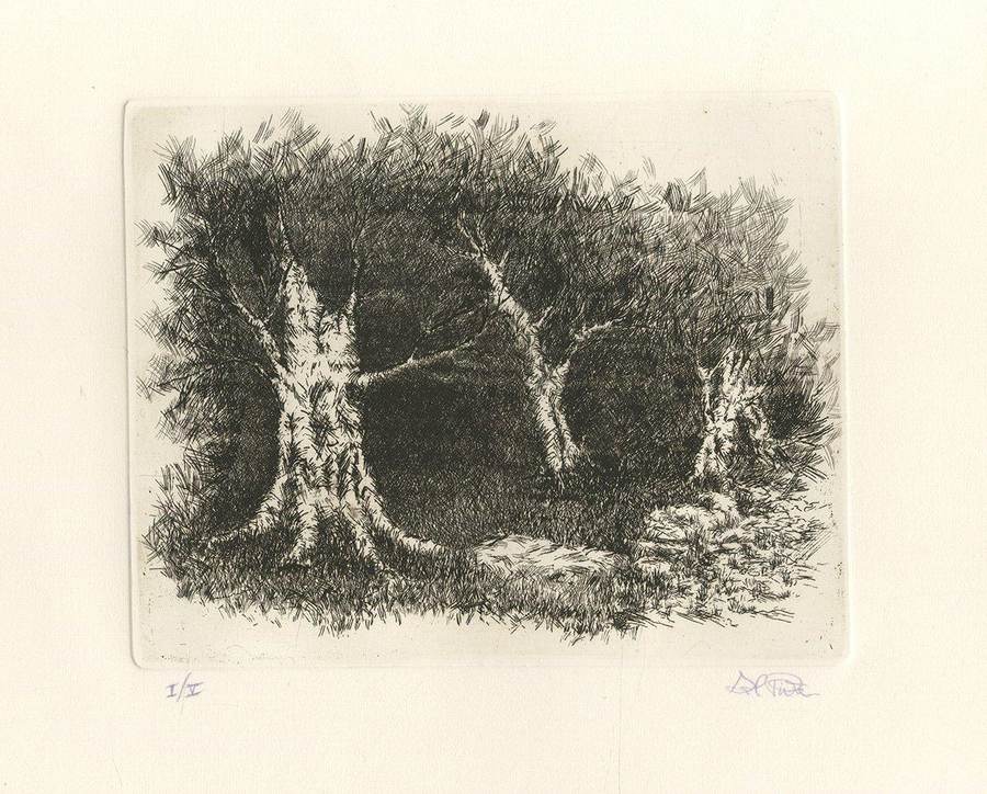 il-bosco-secolare