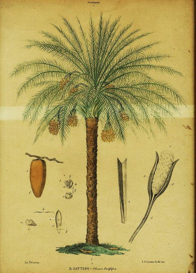 palmacee-il-dattero-phoenia-daclylifera-lit-petraroja-a-di-lorenzo-dis-dal-vero