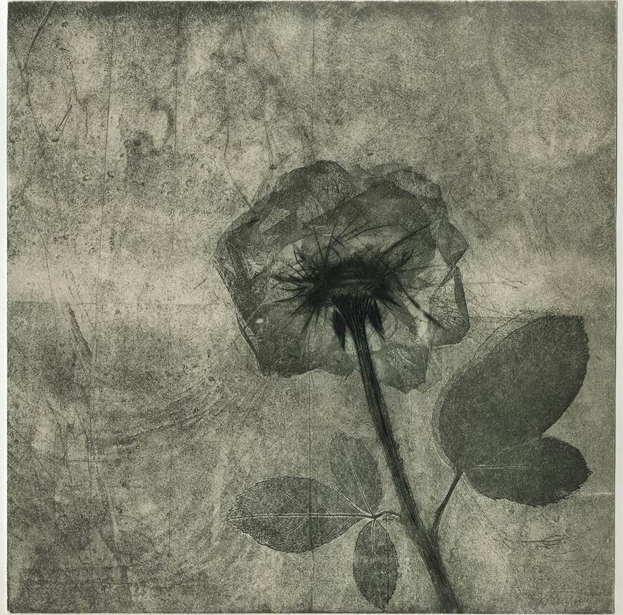 fede-fiore-i-rosa