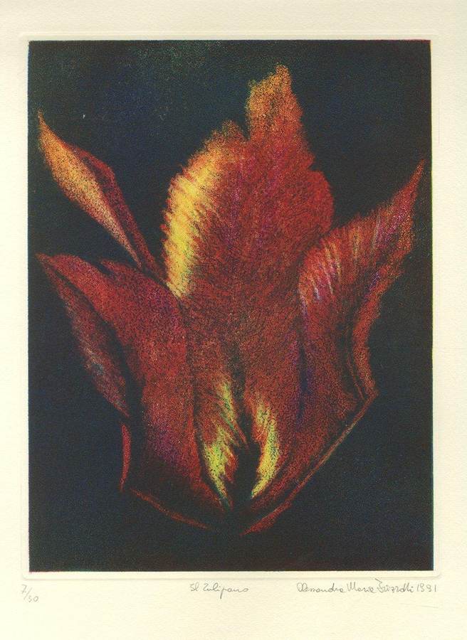 tulipano