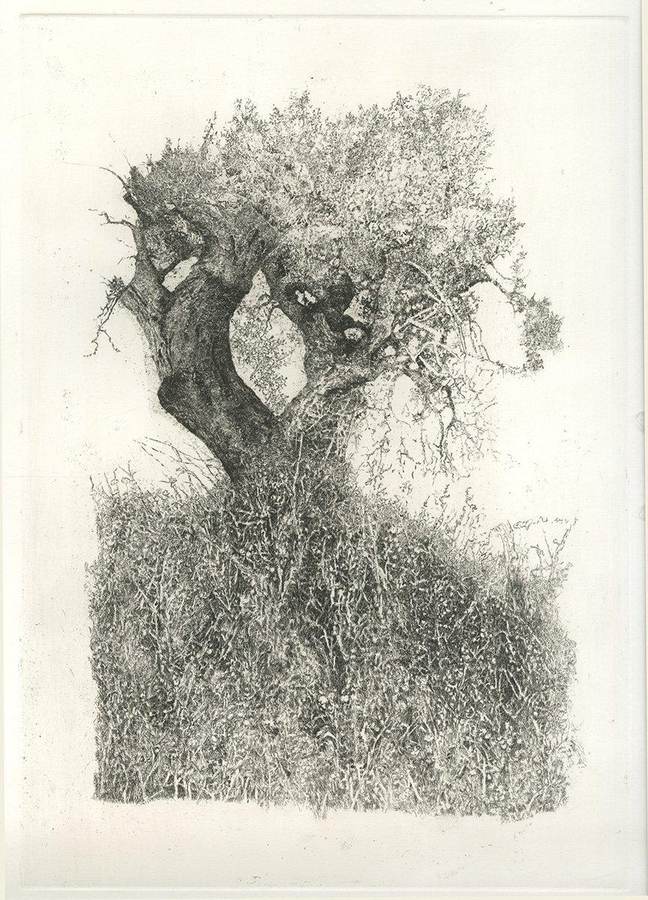 lalbero