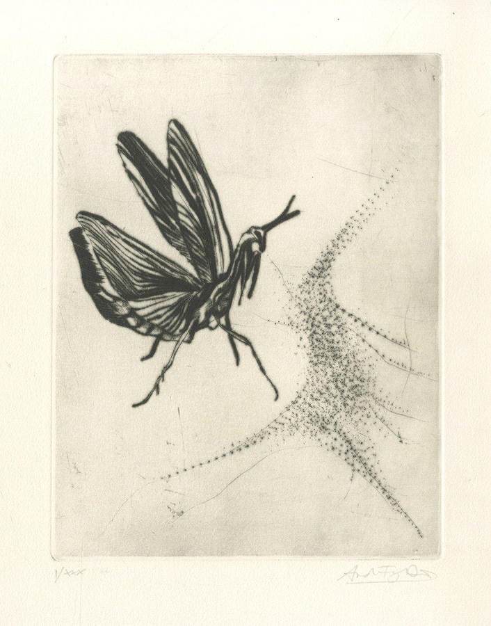 senza-titolo-libellula