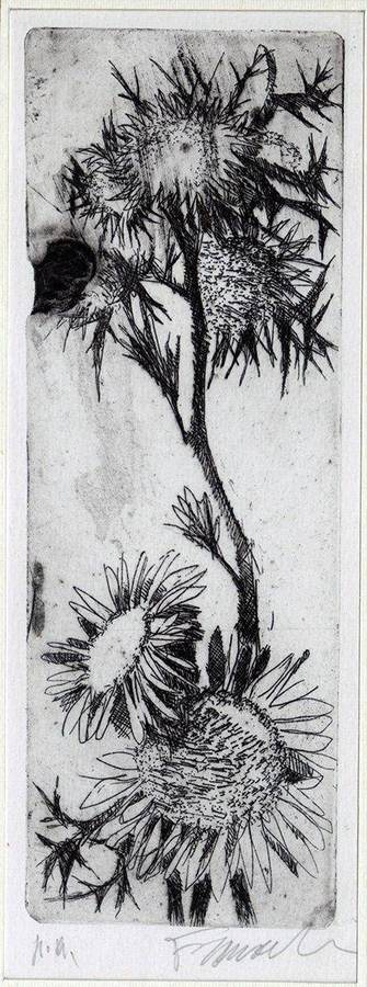 fiori-selvatici
