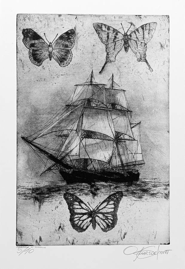 collezione-di-farfalle
