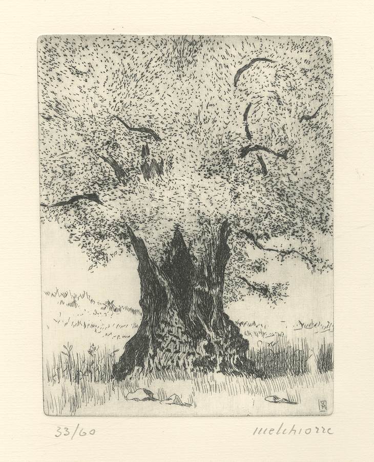 olivo-2