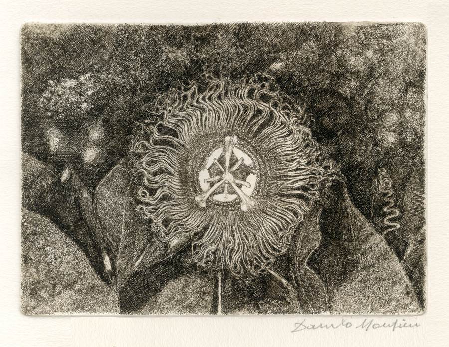 passiflora