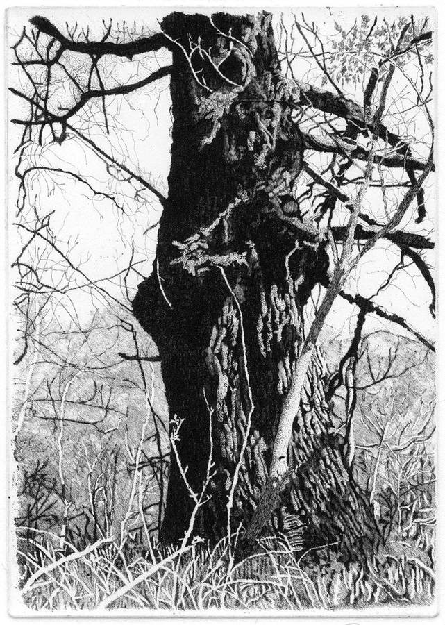 guardiano-del-bosco