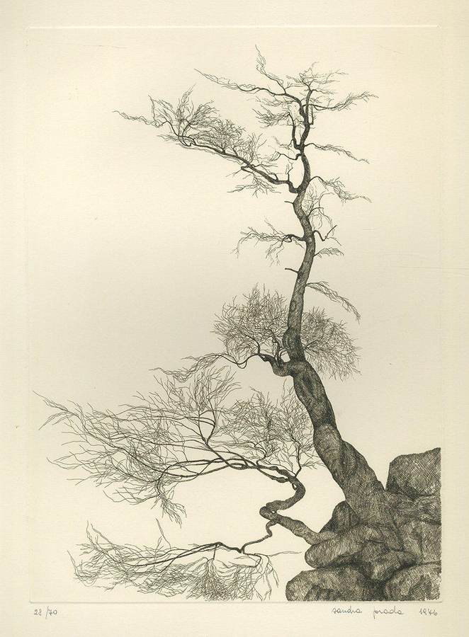 albero-spoglio