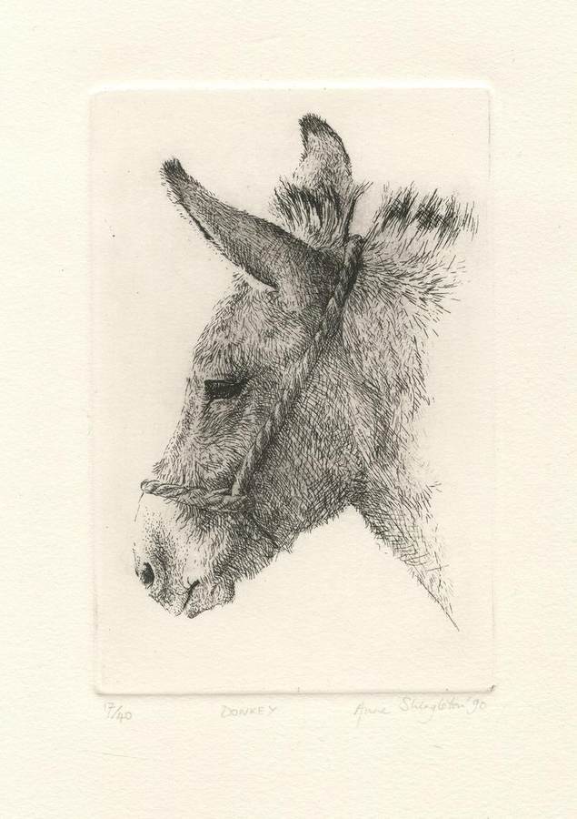 donkey