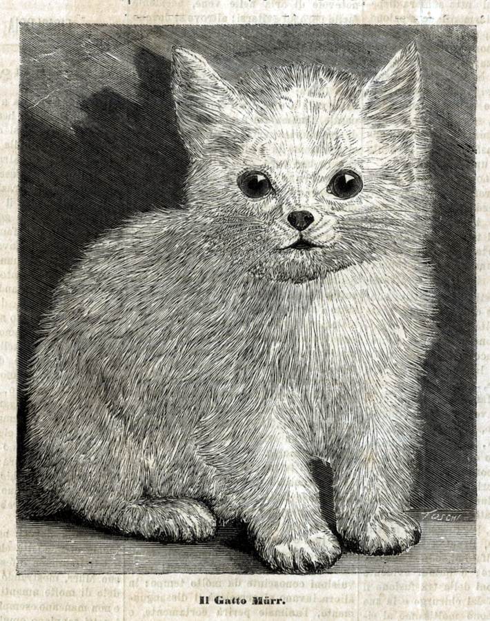il-gatto-murr