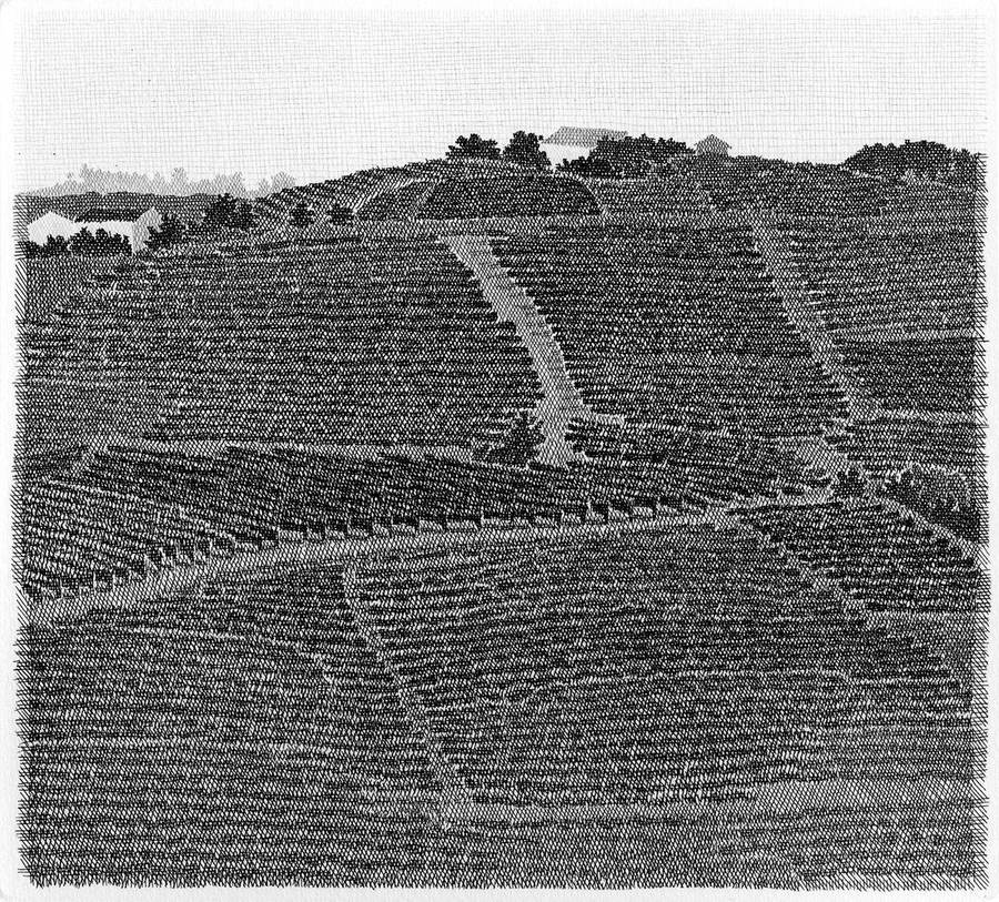 vigneti