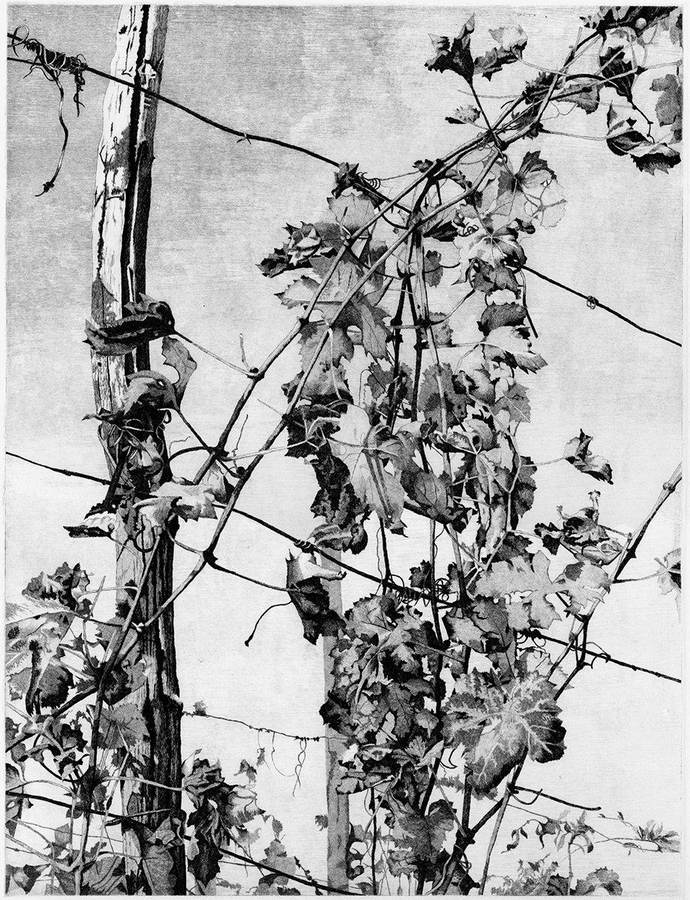 dopo-la-vendemmia