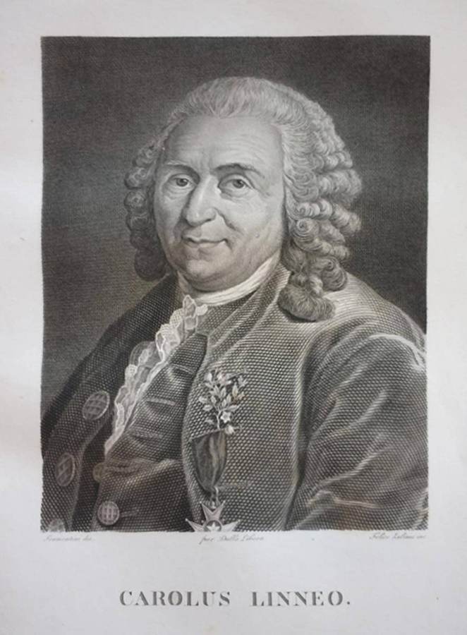linneo-carolus-linneo-tramontini-dis-per-dalla-libera-felice-zuliani-inc