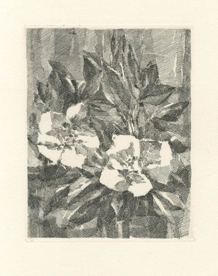 fiori-di-angela