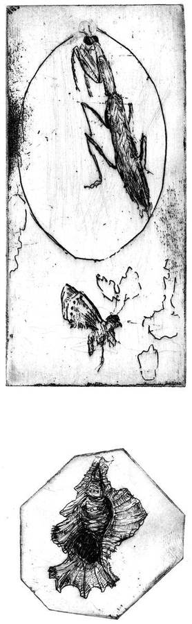 la-mantide